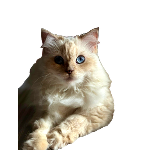 Related cat image: Close Up Of A Fluffy Persian Cat With Blue Eyes Lounging On A Bed. 15707